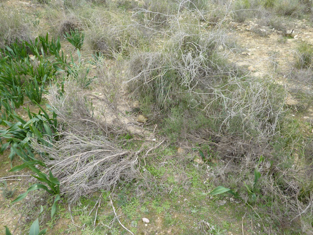 A tortoise emerges after hibernation to new growth vegetation