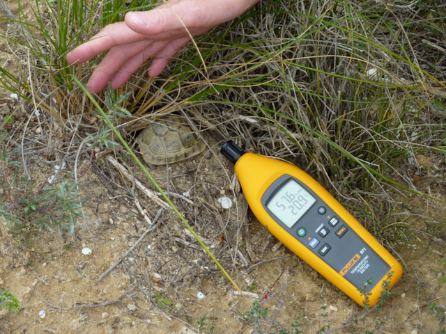 Measuring temperatures that affect digestion