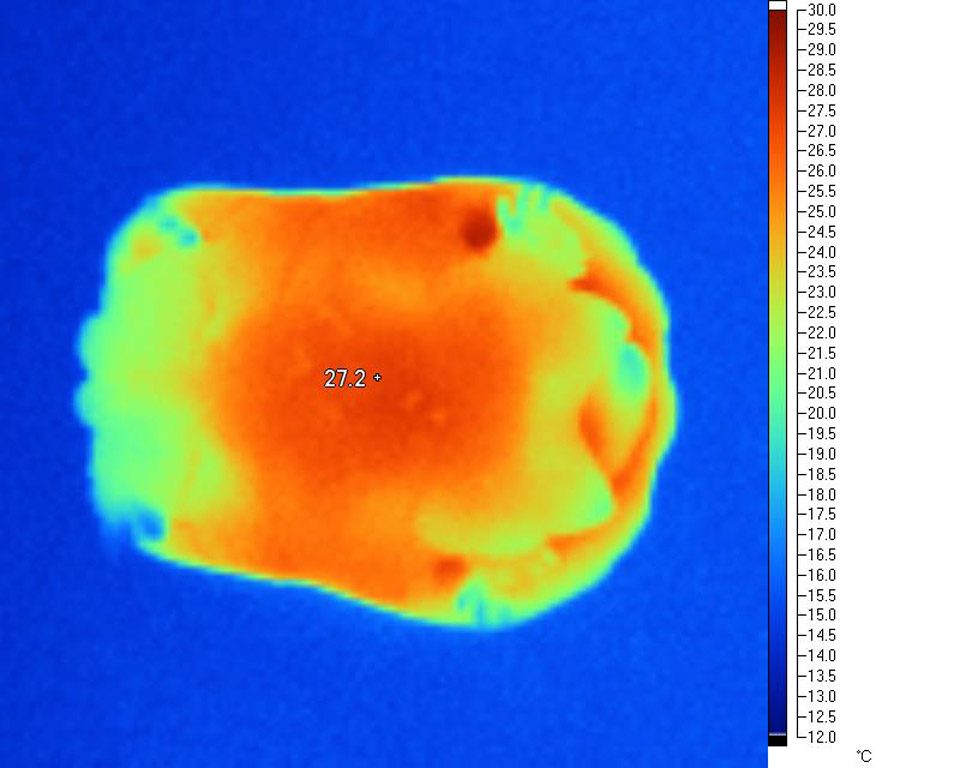 Plastron view