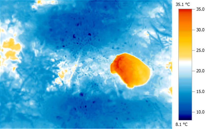 Wild
                      Testudo graeca - Note even heat distribution