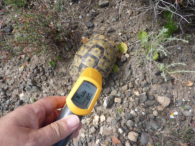 Carapace temperature with non-contact
                        thermometer