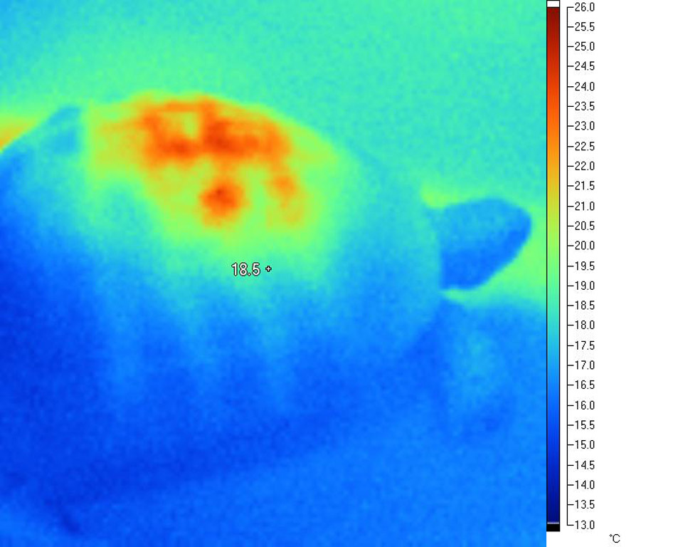 Extreme 'hotspot' under basking lamp