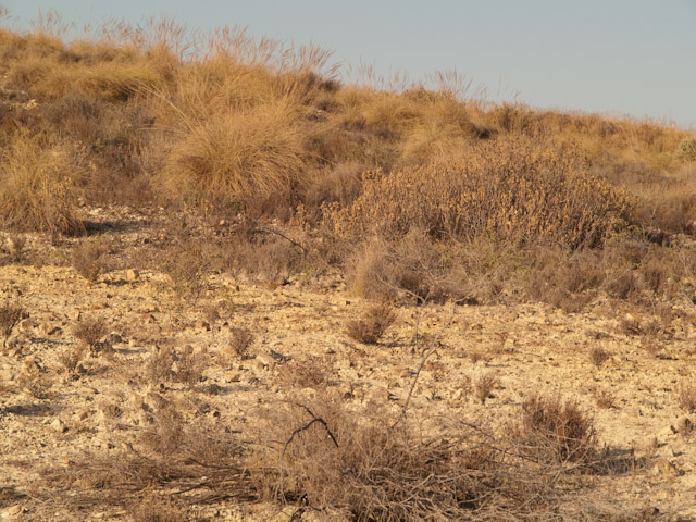 The dry season in a tortoise habitat