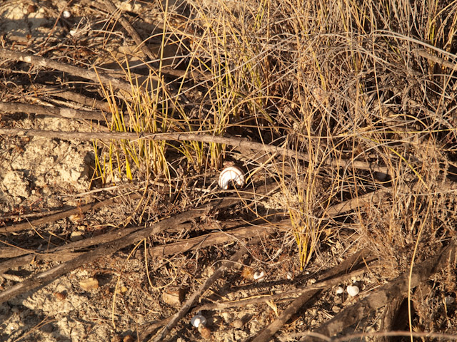 Habitat during the dry season