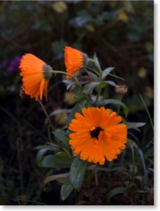 Calendula