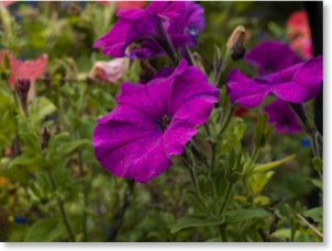 Petunia