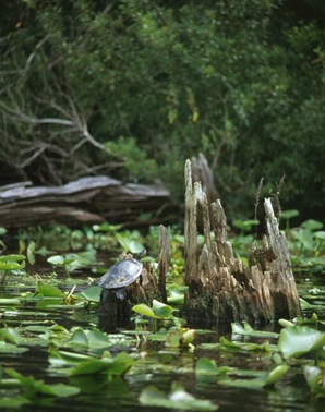 turtlebaskingonstump