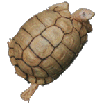 Press the tortoise to get back to start!