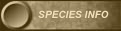 Information about The Egyptian Tortoise