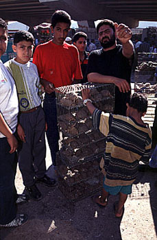 Crowded cages at a market in Cairo.