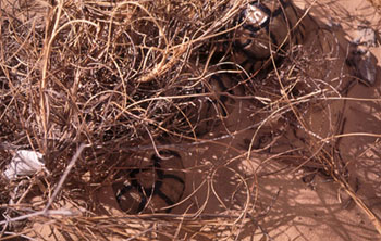 Tortoises escaping the midday heat.