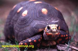 Geochelone carbonaria - Red-Footed Tortoise