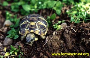 Testudo
hermanni boettgeri - Eastern Hermanns tortoise